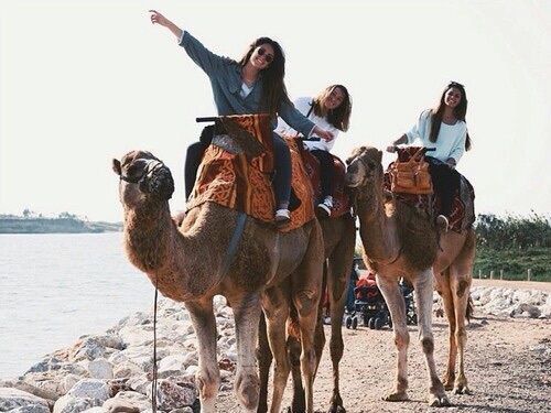 From Agadir Cruise: Camel Ride & Flamingos Adventure