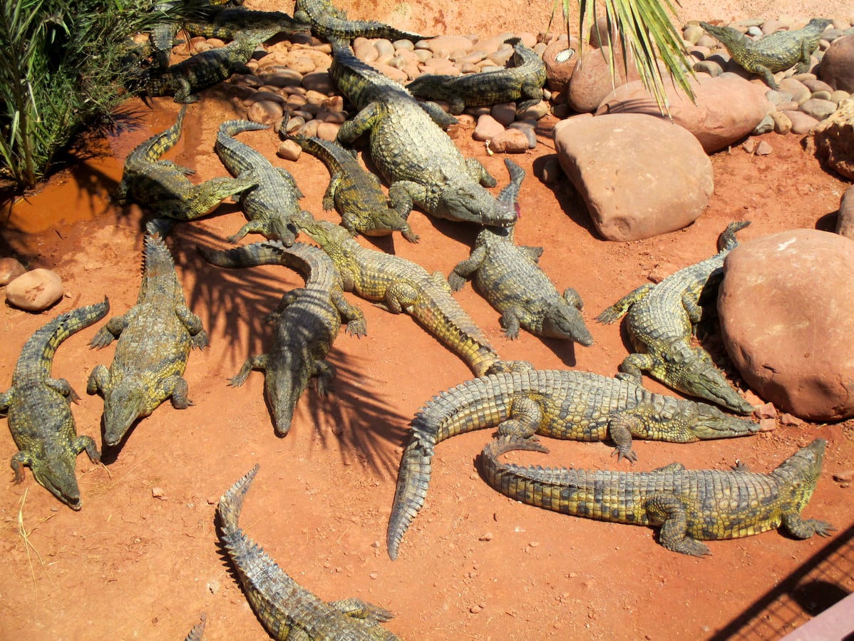 From Agadir Cruise: Crocoparc Entry Ticket with Transfers